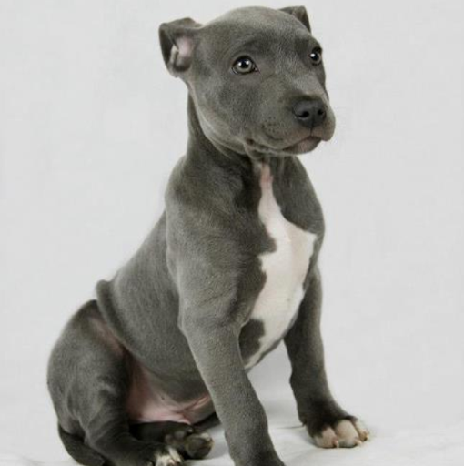 Jason Ashley Photo 14