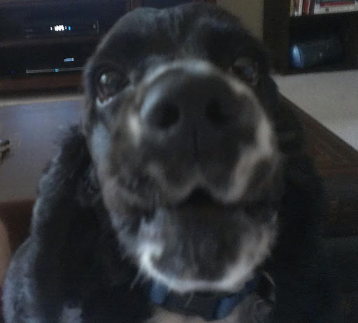 Robert Vaughn Photo 45 Robert Vaughn Photo 45