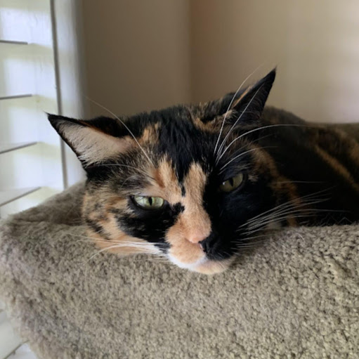 Chris Whitman Photo 25