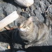 Lori Combs Photo 13