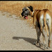 Fawn Chandler Photo 7