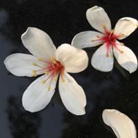 Lingling Wang Photo 16