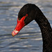 Nicholas Black Photo 9