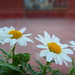 Margarita Flores Photo 18