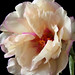Sheri Moss Photo 18