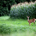 Dawn Hinds Photo 26