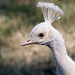 Steven Peacock Photo 14