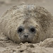Rob Seal Photo 26