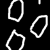 Nick Willis Photo 24