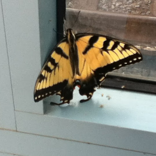 Charlene Osborne Photo 15