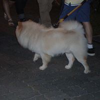 Xu Cheng Photo 19