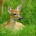 Ann Peck Photo 29