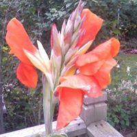 Janice Pratt Photo 19