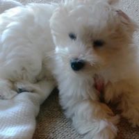 Eric Schaffer Photo 50