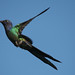 Sheri Bird Photo 18