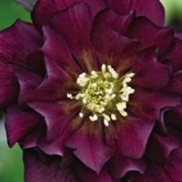 Cynthia Schafer Photo 13