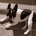 Frances Frech Photo 7