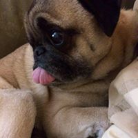 Julie Parent Photo 7