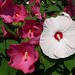 Sharon Hardy Photo 41