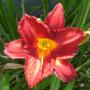 Carol Howard Photo 27