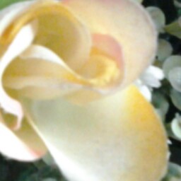 Beverly Sawyer Photo 21