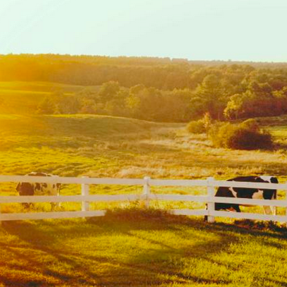 Megan Caruso Photo 8