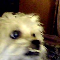 Robert Bear Photo 6