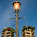 Edmond Light Photo 6