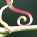 Joseph Campbell Photo 34