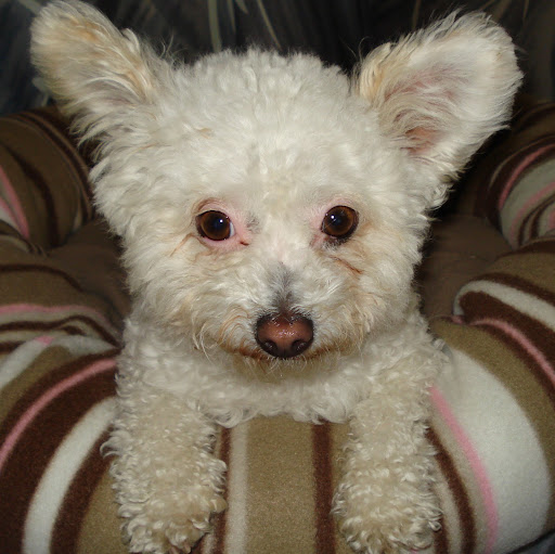 Virginia Young Photo 29