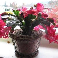 Janice Booth Photo 35