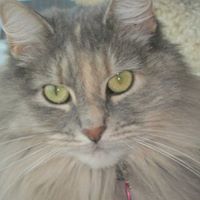 Robin Wiseman Photo 13