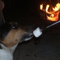 Jack Russell Photo 13