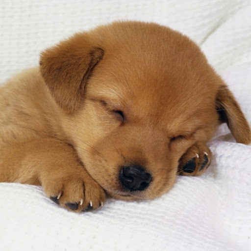 Christopher Carlson Photo 61