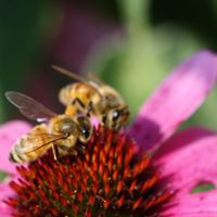 Patricia Tyler Photo 19