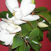 Dora Acosta Photo 11