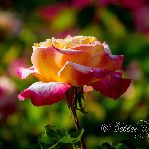 Debbie Rose Photo 18