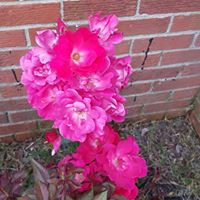 Cynthia Askew Photo 12