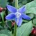 Berry Bell Photo 15