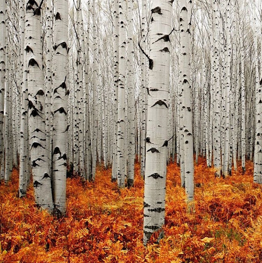 Susan Belanger Photo 34