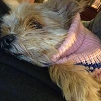 Theresa Dorsey Photo 15