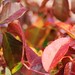 Rose Mayo Photo 27