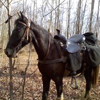 Lori Callender Photo 3