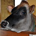 Al Billings Photo 19