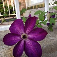 Alicia Roman Photo 5