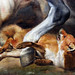 Ruben Fox Photo 19