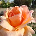 Juana Rosales Photo 39