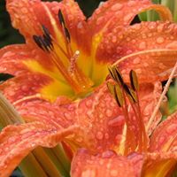 Phyllis Blanchard Photo 14