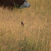 Colleen Beckers Photo 8