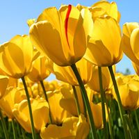 Chou Yang Photo 15 Chou Yang Photo 15